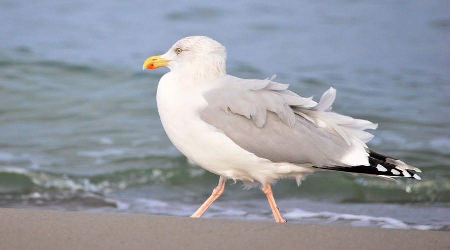 Larus Möwe Strand Zinnowitz