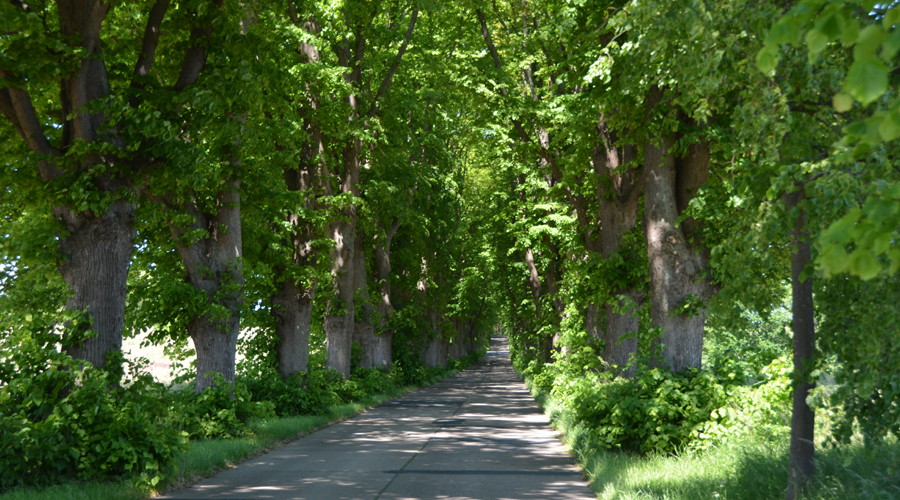 Sonneninsel Usedom Zinnowitz